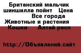 Британский мальчик шиншилла-пойнт › Цена ­ 5 000 - Все города Животные и растения » Кошки   . Алтай респ.